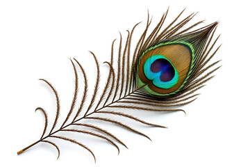 beautiful fluffy peacock feather on white background  © Альона Федорова