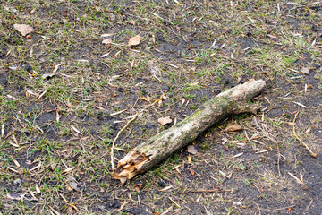 There is a small piece of wood that is laying on the ground nearby