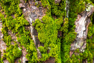 A detailed closeup image of vibrant green moss thriving on a tree trunk