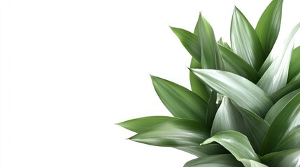 Green Leaf Plant Isolated on White Background Close Up Detail