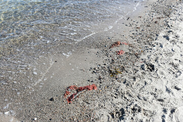 Sand and sea. Seashore close-up. Footprints and seaweed on the sea sand. Sunny day on the seashore. Walks in the fresh air. Nature. Vacation at sea. Sea water.