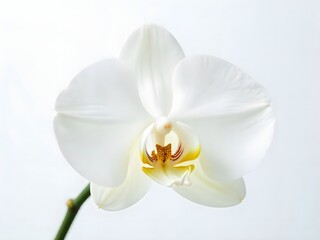 Generative AI: Ethereal Portrait of a Single White Orchid Bloom on Pale Background, Symbol of Delicate Beauty and Elegant Simplicity