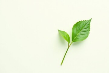 Green stem with single leaf isolated on white background, isolation, nature