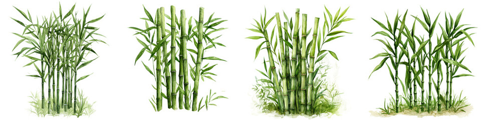Watercolor depiction of a sugarcane plant in a tropical agricultural setting.