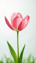 Naklejka premium A delicate flower petal on a white background, grassy, fresh, delicate