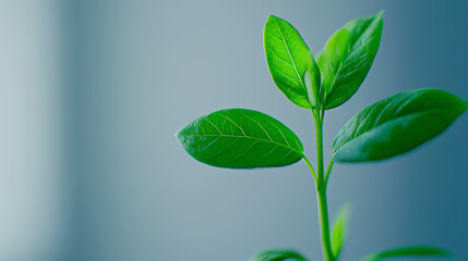 Obraz premium Fresh green leaves with vibrant texture and delicate veins symbolize growth and vitality in serene setting