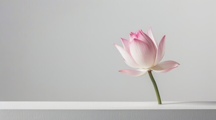 Elegant Pink Lotus Flower  HD 8K mockup wallpaper Photographic Image
