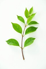 Fototapeta premium A single branch with delicate leaves isolated on white background, branches, solitary, foliage