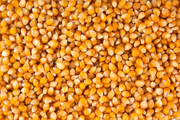 corn seeds background, pile of corn kernel