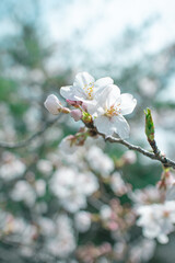 Obraz premium ソメイヨシノ