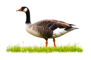Obraz premium A graceful goose standing elegantly on lush green grass in the bright daylight