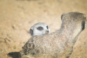 Close up portrait of wild Meerkat Suricata. I watch out for you.	
