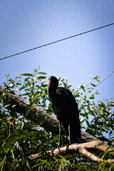 Bird is standing on the branch in zoo. Summer day in zoo.	
