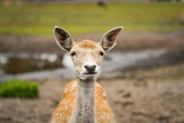 The fallow deer walking around its enclosure on safari. Free-roaming animals in the safari park.	