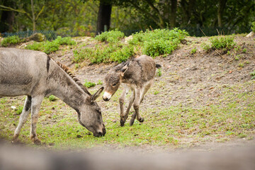 Donkey walking around its enclosure on safari. Free-roaming animals in the safari park.	