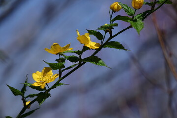 鮮やかな黄金色に咲く