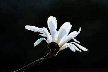 Biała magnolia gwiaździsta, wiosenne tło kwiatowe.  © Elżbieta Kaps