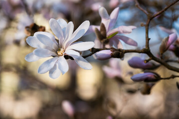 Biała magnolia gwiaździsta, wiosenne tło kwiatowe.  © Elżbieta Kaps
