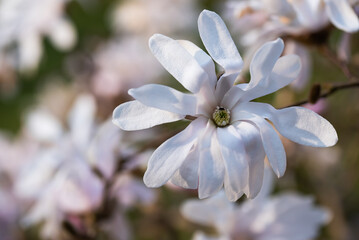 Biała magnolia gwiaździsta, wiosenne tło kwiatowe.  © Elżbieta Kaps