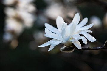 Biała magnolia gwiaździsta, wiosenne tło kwiatowe.  © Elżbieta Kaps