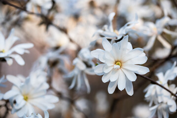 Biała magnolia gwiaździsta, wiosenne tło kwiatowe.  © Elżbieta Kaps