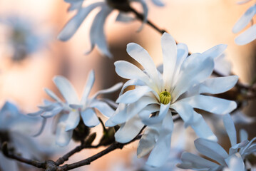 Biała magnolia gwiaździsta, wiosenne tło kwiatowe.  © Elżbieta Kaps
