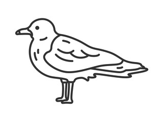 Fototapeta premium カモメ（線画）のイラスト