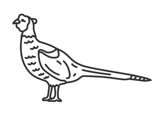雉（線画）のイラスト