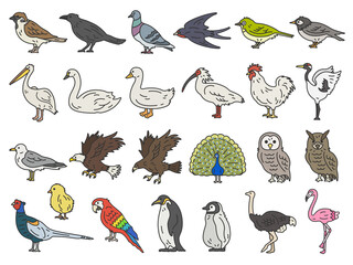 いろいろな、鳥類（線画カラー）のイラストセット © R-DESIGN
