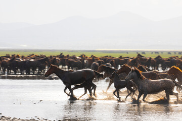 Wild horses running in nature