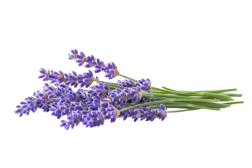 A delicate bunch of lavender flowers beautifully arranged on a soft, light background