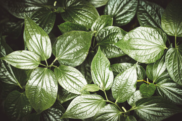 Close up piper sarmentosum leaf background.