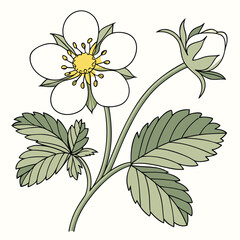 vector illustration of a flower