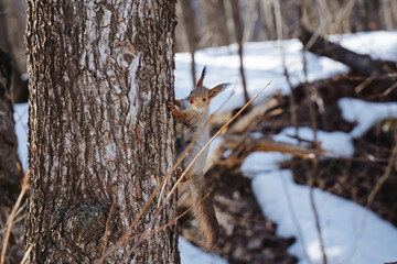 A small squirrel stands alert by a towering tree as soft snowflakes fall around it, accentuating its bushy tail and warm fur coat while it enjoys the serene snowy landscape
