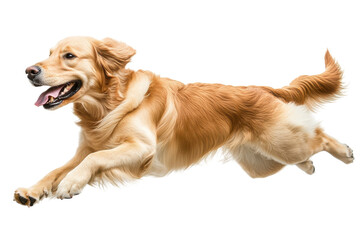 A joyful golden retriever leaps playfully in an indoor studio, showcasing its vibrant energy