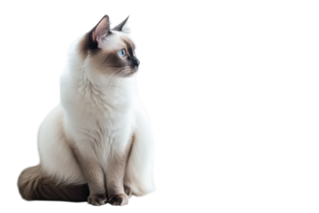 A fluffy feline gazes out the window at a snowy wonderland on a tranquil winter day