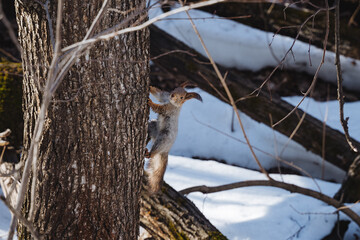 A fluffy eastern gray squirrel is energetically climbing up a tall, snowcovered tree amidst the winter landscape, navigating the branches and twigs with remarkable skill and agility