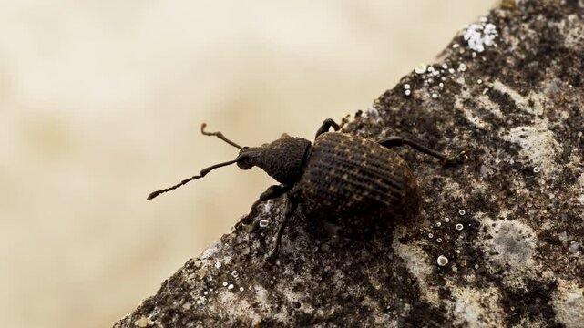 Vine weevil beetle resting on the ground stock footage