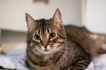 A cat is comfortably laying on a bed while looking directly at the camera