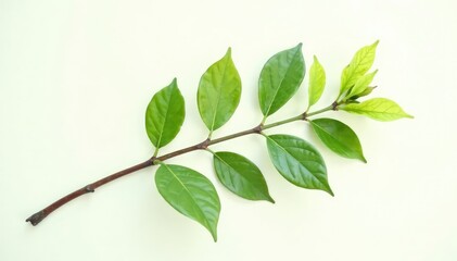 Fototapeta premium Single isolated branch on white background with leaves, leaf, foliage, growth