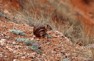 squirrel on the ground