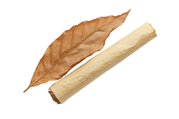 Artful arrangement of a dried leaf beside a rolled sheet of brown paper on a white background