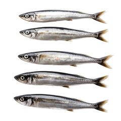 Obraz premium Top view of sardine fishes isolated on transparent background.