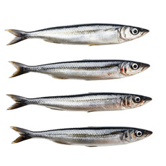 Obraz premium Top view of sardine fishes isolated on transparent background.