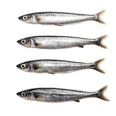 Top view of sardine fishes isolated on transparent background.