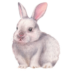 Easter fluffy white bunny. Hand drawn watercolor illustration of lovely baby rabbit on isolated background. Cute animal in pastel color for baby shower invitations or happy birthday greeting cards.