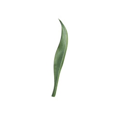 Green tulip leaf with soft watercolor transitions and shades. Hand drawn illustration of elegant plant elongated shape, with central vein and slightly wavy edges on isolated background. Botanical art.