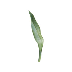 Fototapeta premium Green tulip leaf with soft watercolor transitions and shades. Hand drawn illustration of elegant plant elongated shape, with central vein and slightly wavy edges on isolated background. Botanical art.
