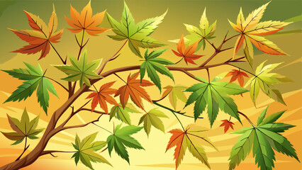 Fototapeta premium Fresh new leaves on a Japanese acer tree