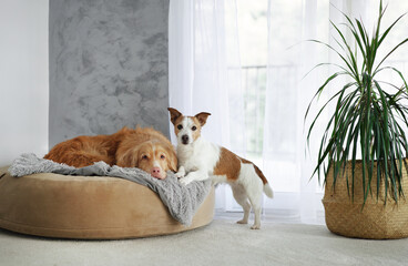 One dog stands while the other rests on the dog bed near a window and potted plant.